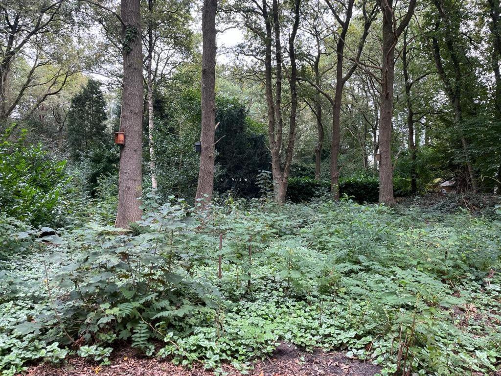 Huisje In Het Bos เซาด์ลาเรน ภายนอก รูปภาพ